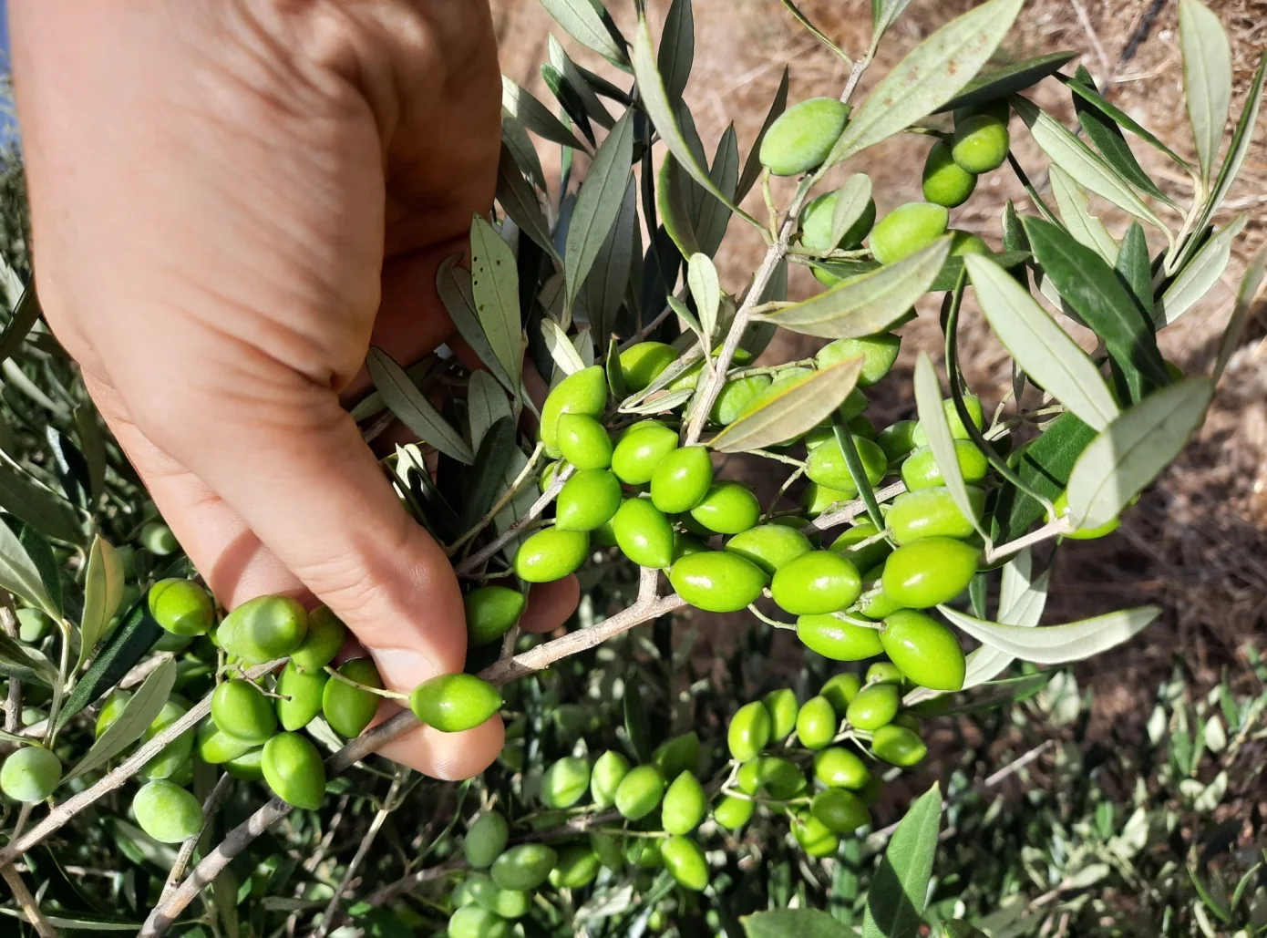 Cretan olive harvest